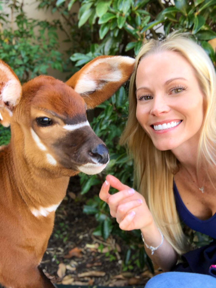 GilroyCori's tweet photo. while i can’t say that I’ve ever tweeted before this, I do make an array of bleats, grunts, squeaks, and other noises to communicate with the wildlife I raise.  #BlazeTheBongo makes a low bellowing sound similar to a cow, so thats the language I speak, when I’m with him.  🥰 https://t.co/IRdJmXywjo