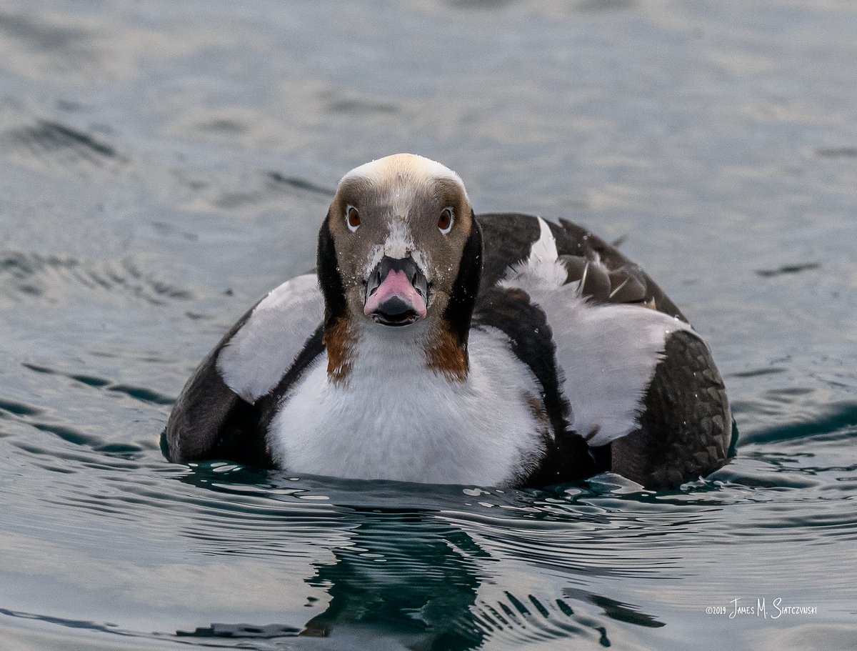 jsiatczy's tweet photo. Long Tail Duck on the St. Clair River, Port Huron, Michigan @PureMichigan @USFWSIntl @NikonUSA @MichiganAudubon @MichiganDNR @USFWSMidwest @NWF @NWFGreatLakes @PointEdward @Sarnia_Ontario @DiscoverTheBlue @bwriverwalk @cityofporthuron @DucksUnlimited #longtailduck #duck https://t.co/6nS86CIkiZ