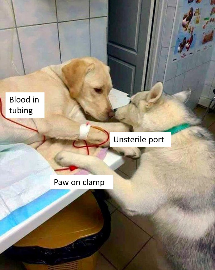 canibagthat's tweet photo. @jsavite When "whosagoodboy" shared his photo it got hundreds of thousands of likes, but it's unlikely any of them were from dog-loving vascular access clinicians.  @ISaveThatLine https://t.co/beW3drYDgp