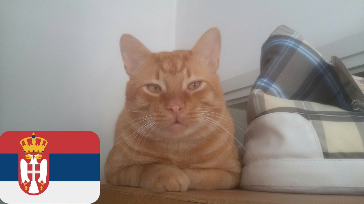 JelenaMKandic's tweet photo. I svi naši #KućniLjubimci ↔ #Leo #Ellie #Bleki &amp; #Zona su od danas #1Od5Miliona jer UVOZNIČKI LOBI, mafija #BratIJa i proizvođači hrane SUROVO NAPLAĆUJU besramno visoke cene, uvozne takse i naknade za transport u iznosu od 35-40%.🐾☝🐾

#NasJeIpakViše🔴🐱🐱🔵🐶🐶⚪ https://t.co/27UML1fKsr
