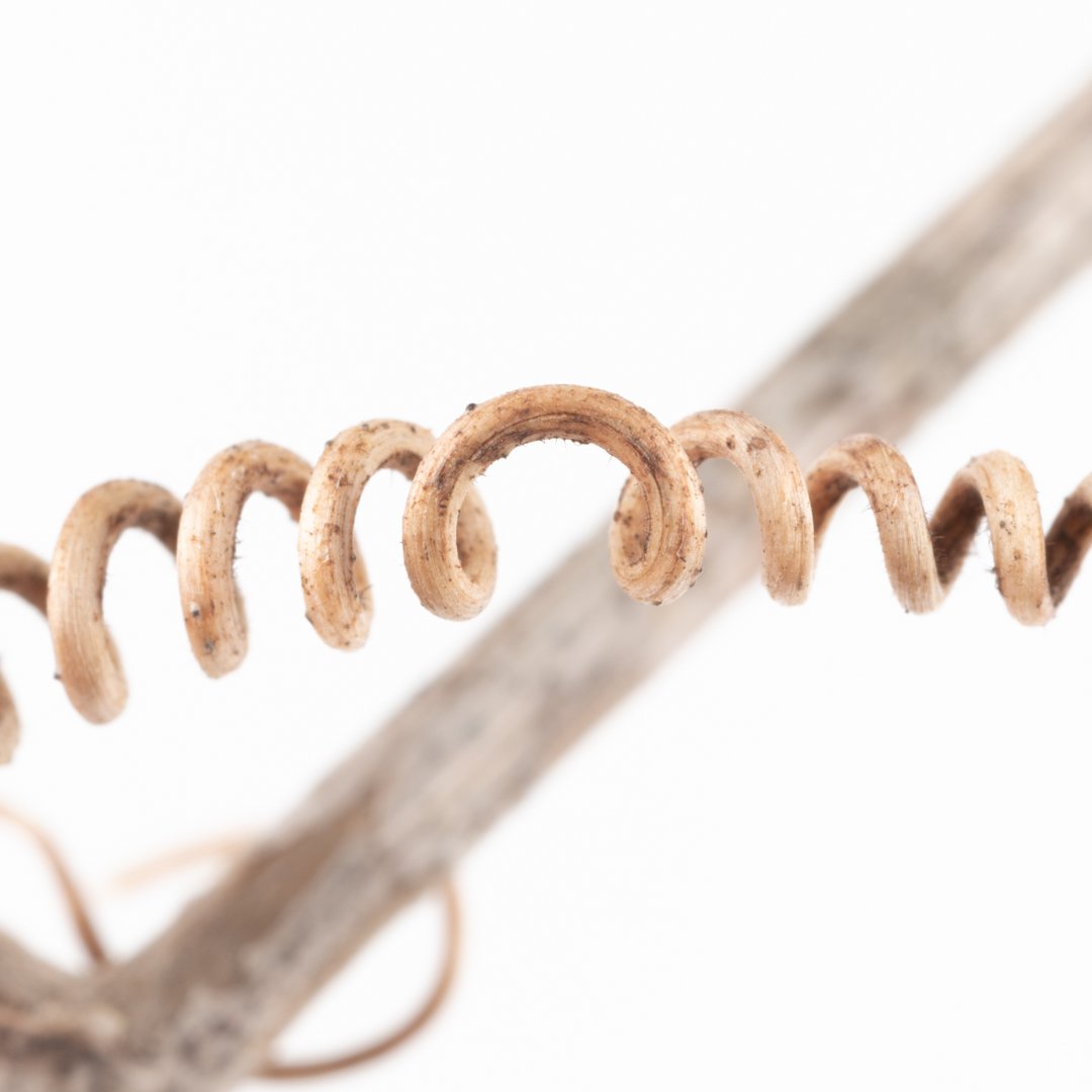 pocketmacro's tweet photo. Here is a tiny little vine and I really like the shape in the middle, and it is like two squiggly arms going for a hug 🤗.
#Nature #Macro #Vine #GrapeVine #LittleVine #TeamCanon #HuggingVine #TheHugger #GonnaGetYou #FunWithHashTags #MacroPhotography #Naturephotography https://t.co/pgAoYywHYH