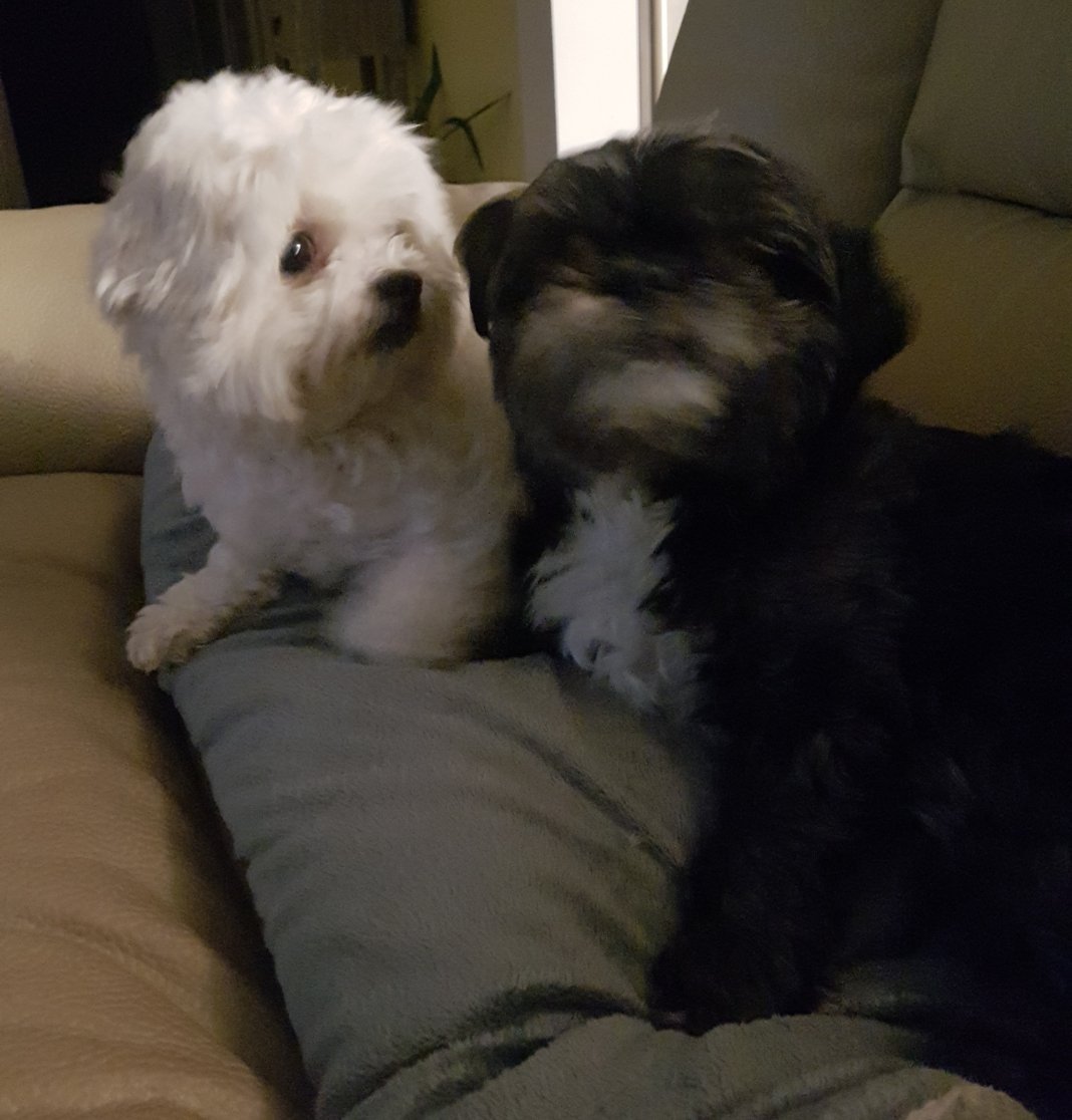 #IfMyPetRanForPresident lying would not be ignored. 🤣