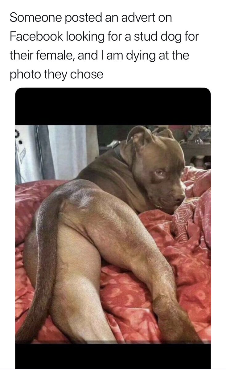 Dog Personalities tweet media