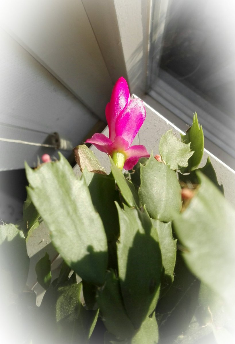 cordeva's tweet image. M'n moeder, ze is vandaag 4 jaar dood. Mis haar dagelijks en regelmatig heel erg. En telkens dan begint haar cactus te bloeien ... #lifeisnotfair