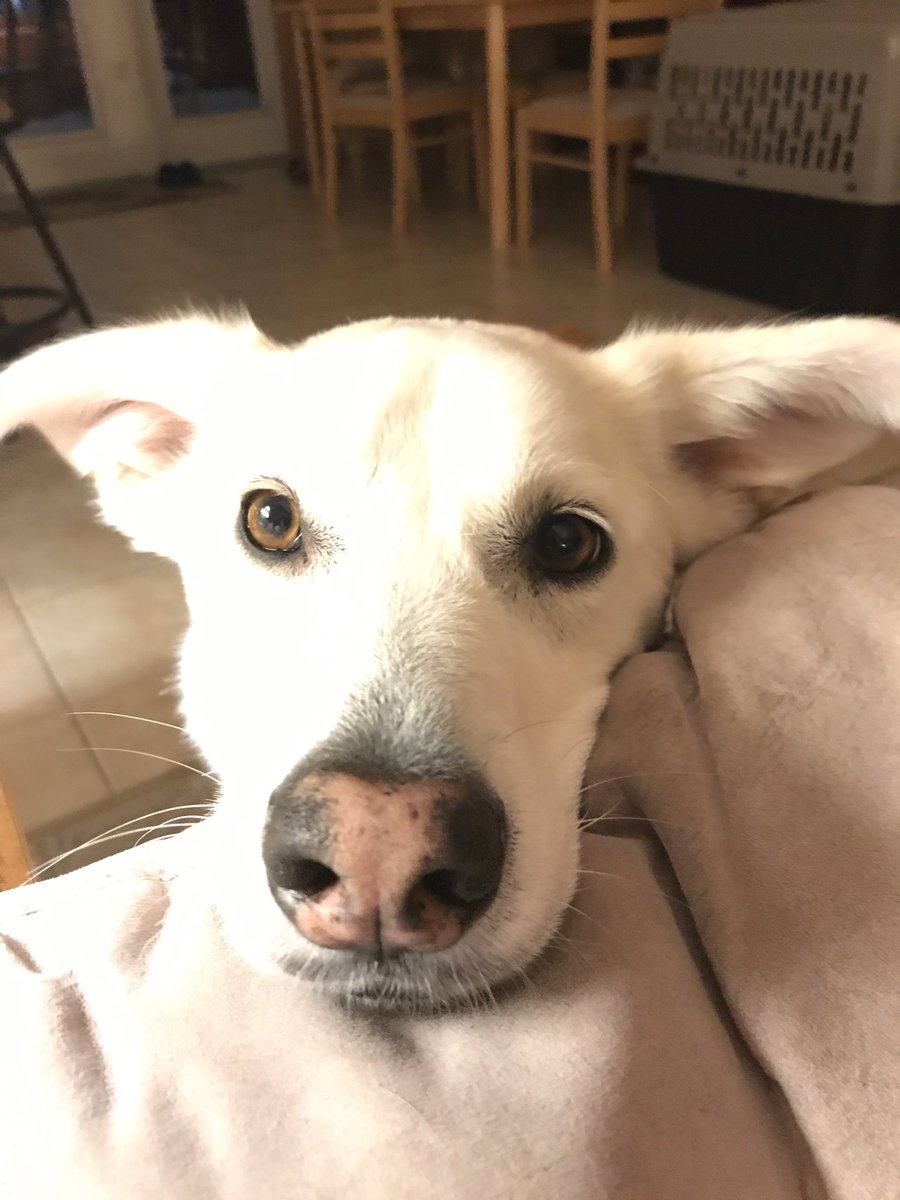 JillBemi's tweet photo. Forget about Tom Brady or the Super Bowl. Today is #PuppyBowlXV where many shelter dogs from across the U.S. will play, hoping to find a furever home.Sierra and I will huddle to watch. @JamesCraigmyle @K9Kit @fcsok92 @k9_max @Gavin_Walmsley @k9_kato @PascoSheriff. Spread the word https://t.co/lz4bGOptb4
