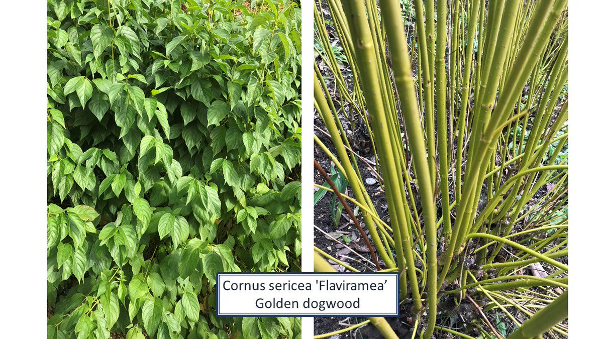 OnePlantADay's tweet photo. Cornus sericea 'Flaviramea' - Golden dogwood looks wonderful at this time of year - especially reflected in water - with its long bright green/yellow stems.  But useful for structure all year with small off-white flowers and white berries too.  #namethatplant #Cornus #Dogwood https://t.co/372hmHXKx4
