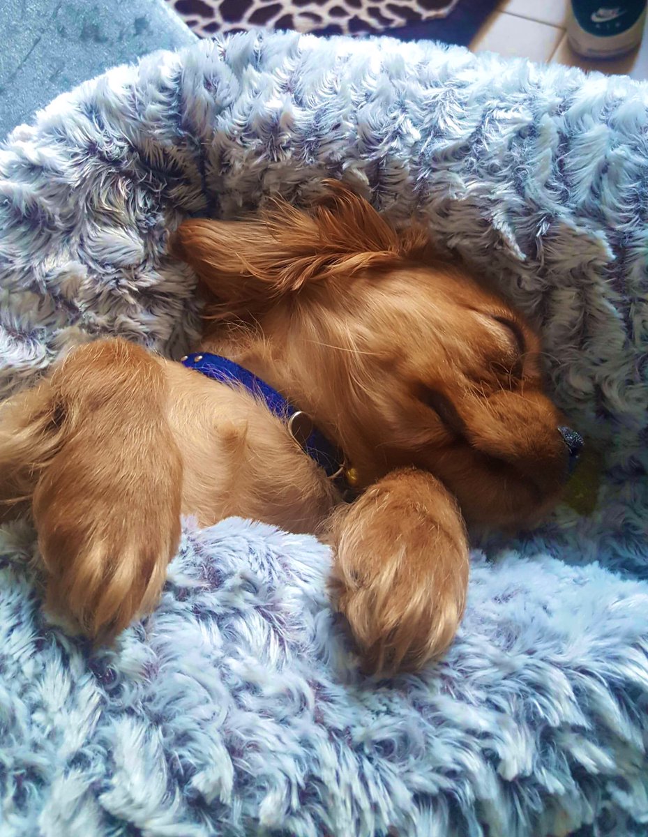 djjansummers's tweet photo. Love ๐ #weeharry #mybaby #cavalierkingcharlesspaniel https://t.co/TVYmpm4GmS