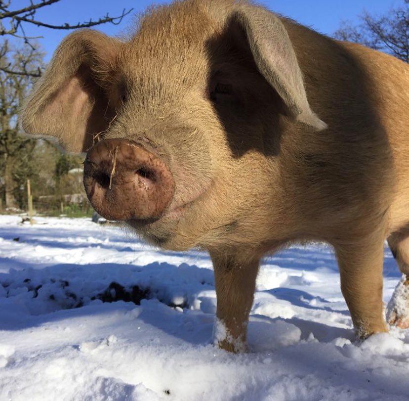 Happy as a pig... in snow! ❄️ #devon #piggythings