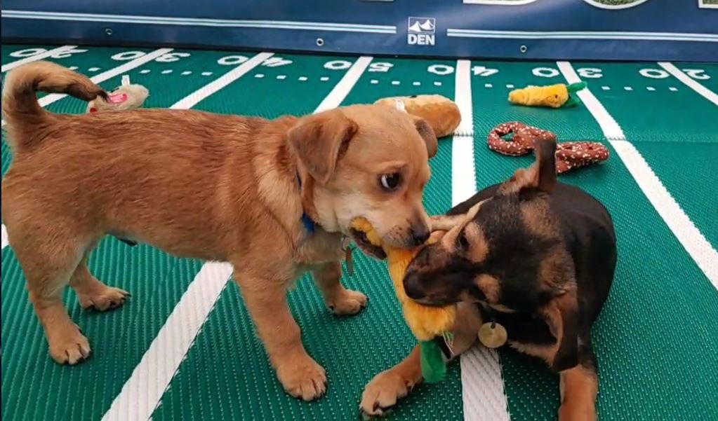 amanfbaby's tweet photo. The big game today..........finally been waiting all year. #PuppyBowlXV https://t.co/Rhybuz0ctJ