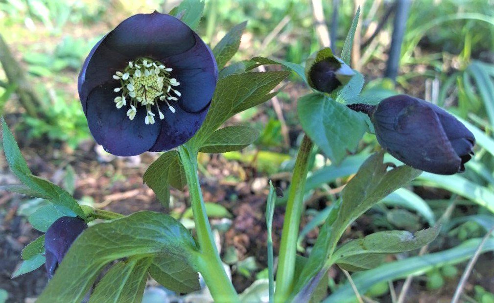 pipkent's tweet image. My almost deep blue hellebore always fascinates. Originally from my grandmother&apos;s garden in Yorkshire, I have no idea of its origins, or if it has a name.