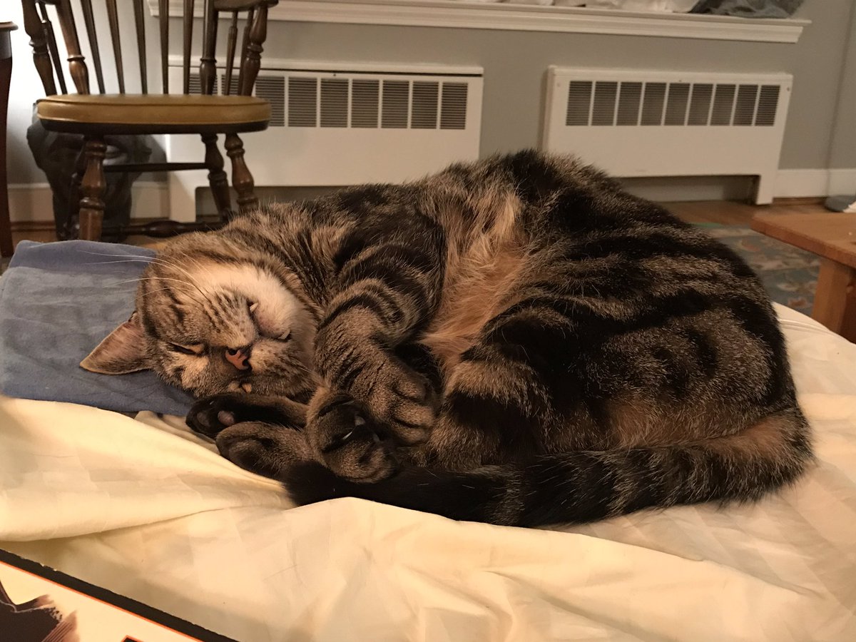 DrMurphyBCat's tweet photo. Wake me for the #HalftimeShow #PuppyBowlXV #KittenHalftime https://t.co/DbuYaqTmJ0