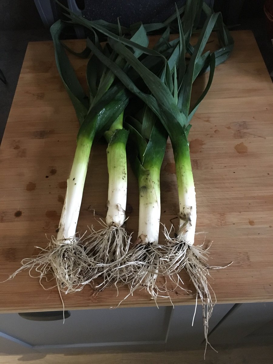 steve78chewy's tweet photo. Not much to do on my #Allotment today because of the weather so pulled these for some leek & potato soup 👍🏻 #plot1 https://t.co/o4FE0fI4QY