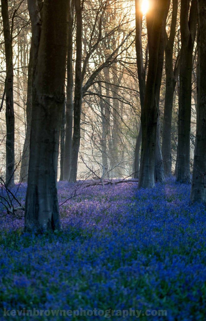kingkevb's tweet photo. @metoffice Bluebells at Micheldever Woods, Hampshire https://t.co/BcQ8B0TyLT