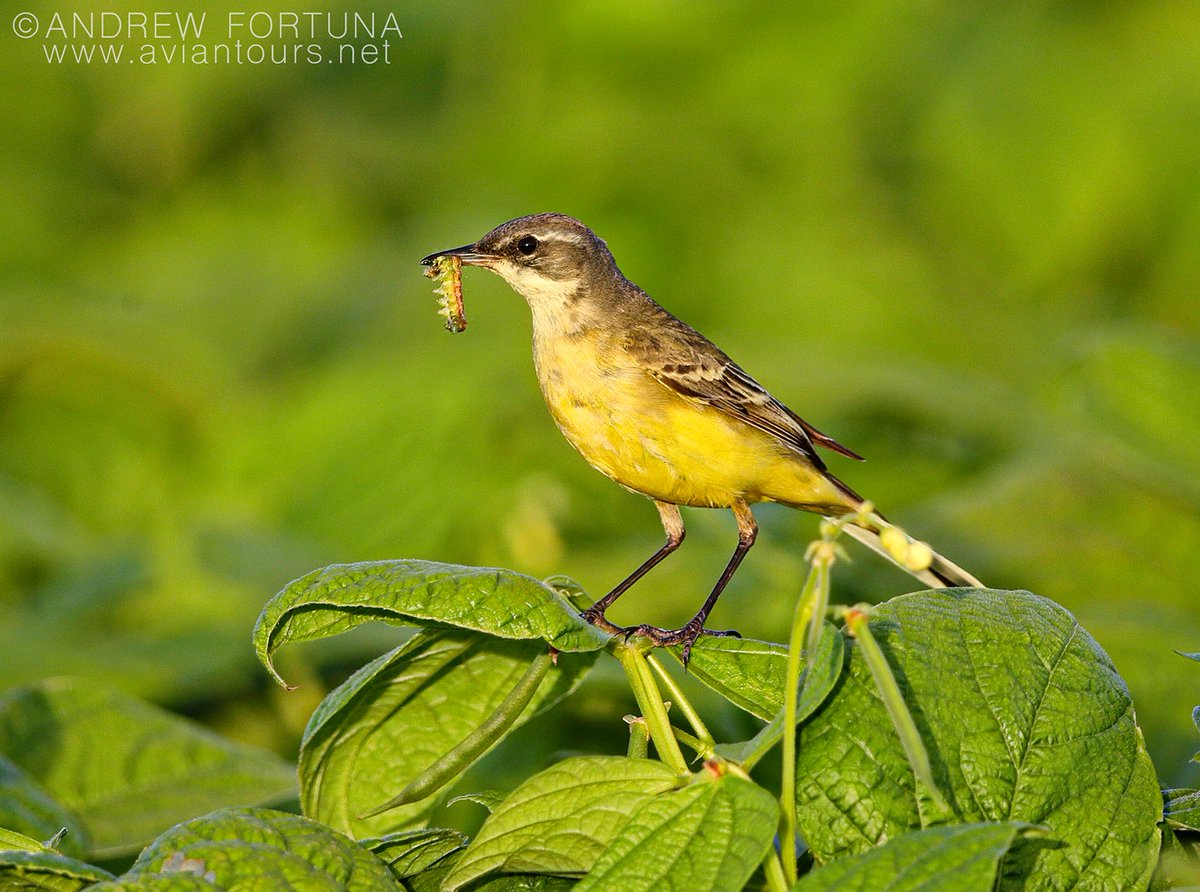 Aviantours's tweet image. #YellowWagtails and #PallidSwift have been arriving in small numbers on the northern shores of the Str of Gibraltar despite some rather inclement weather.  #Spring is nigh! Why not book 1 of our #birding #tours &amp;amp; experience #bird migration at its most spectacular!