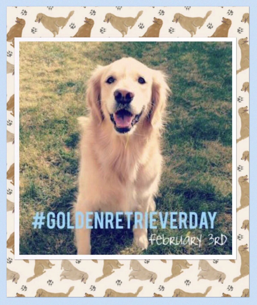 hiltonpetvet's tweet photo. Happy International Golden Retriever Day!!! Any golden lovers out there? Let’s see those golden beauties of yours to celebrate how awesome they are!!! 🐾🐾🐾
https://t.co/uyUDfu0P7l
https://t.co/Z6YK4TP0d9 #goldenretrieverday #februarythird #goldendog #goldenheart #showusyourdog https://t.co/gZJE3BlVGQ