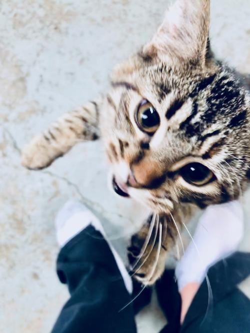 fostertoforever's tweet photo. Hey! Hey you up there! My furry friends and I are looking to be adopted! Py attention! @SHHAnimalRescue #Matilda #ConsignmentCats #cats #kittens #adopt https://t.co/Z9mdbYI5hM