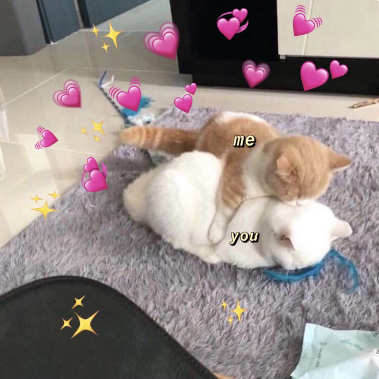 Cat Heart Memes I Love You Too