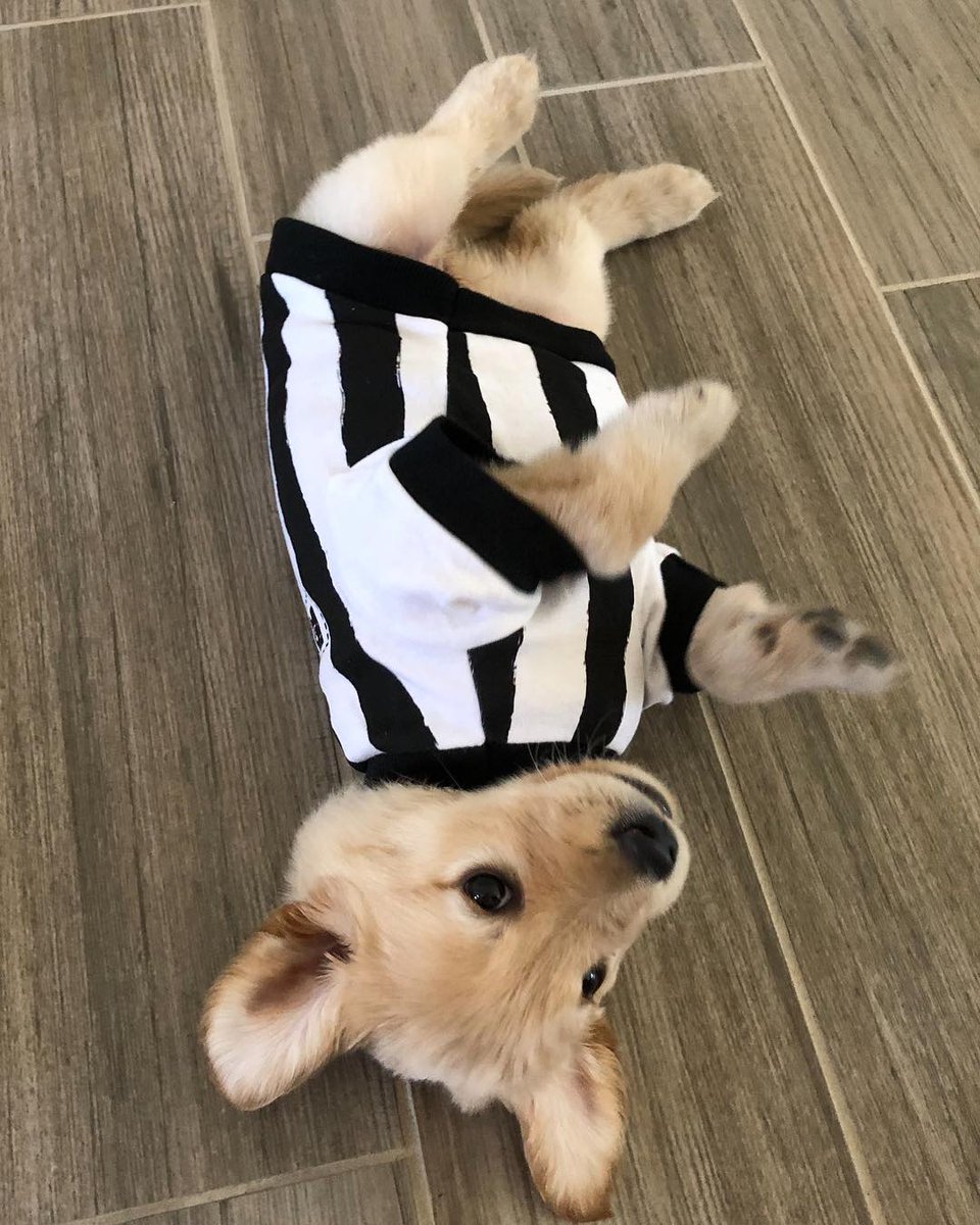 hostapetmexico's tweet image. ¿Quién Ganará? @ilove_butter #SuperBowl #FelizDomingo #GoPats #GoRams  Juguemos y comparte la foto de tu perro en el hashtag : #miperroapoya