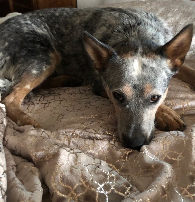 Rosie ❤️her https://t.co/dEh2mtwjOE