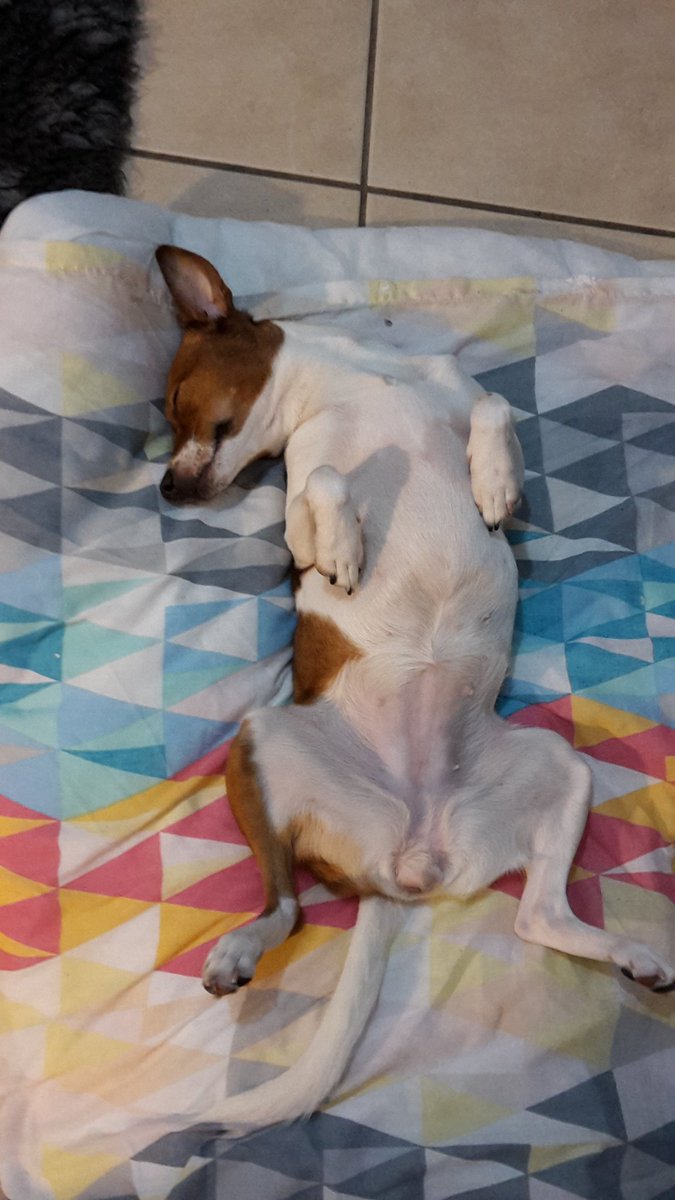 AnitaBollmann's tweet photo. How our dog feels after a weekend @michaelgiolai #wornoutdog #weekenddog #preparingforanewweek https://t.co/b3D2qqPIIA