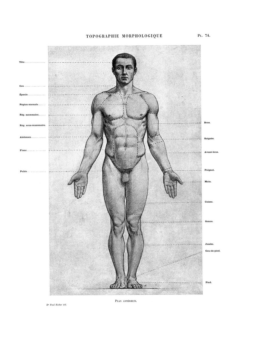 伊豆の美術解剖学者 解剖学的正位 現代の解剖学書はほぼ全てこの姿勢が採用されている 美術解剖学では 1845年の教科書から見られ その後徐々に採用された この姿勢の採用によって同一姿勢の正確な三面図 前面 後面 内 外側面 が描かれるようになり