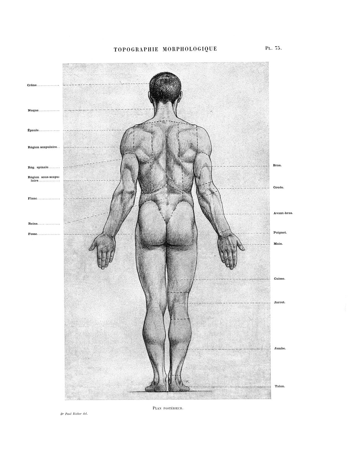 伊豆の美術解剖学者 解剖学的正位 現代の解剖学書はほぼ全てこの姿勢が採用されている 美術解剖学では 1845年の教科書から見られ その後徐々に採用された この姿勢の採用によって同一姿勢の正確な三面図 前面 後面 内 外側面 が描かれるようになり