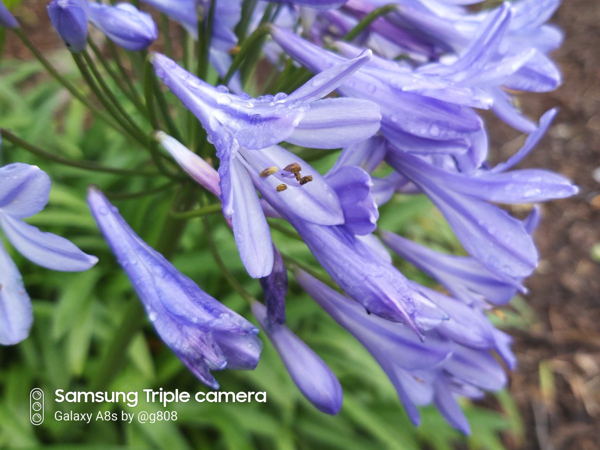 grant_likes's tweet image. #Samsung #GalaxyA8s triple 📷 system.