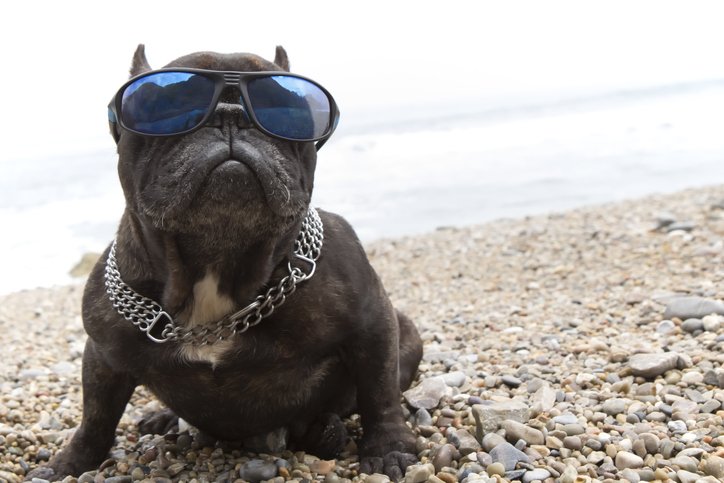 The Daily Puppy tweet media