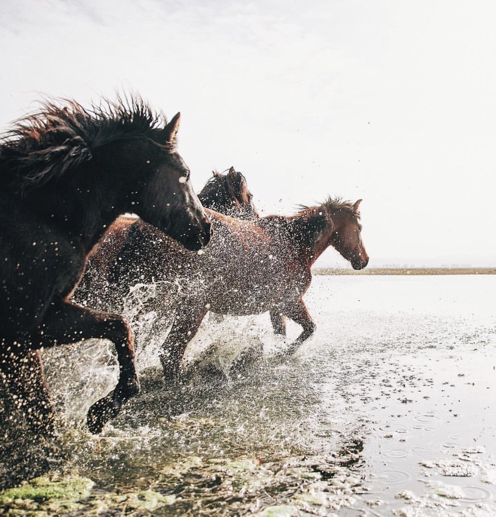 R1kk_'s tweet photo. هل يُلام المرء في حُب الخيل ؟ https://t.co/naOJB8XGzx