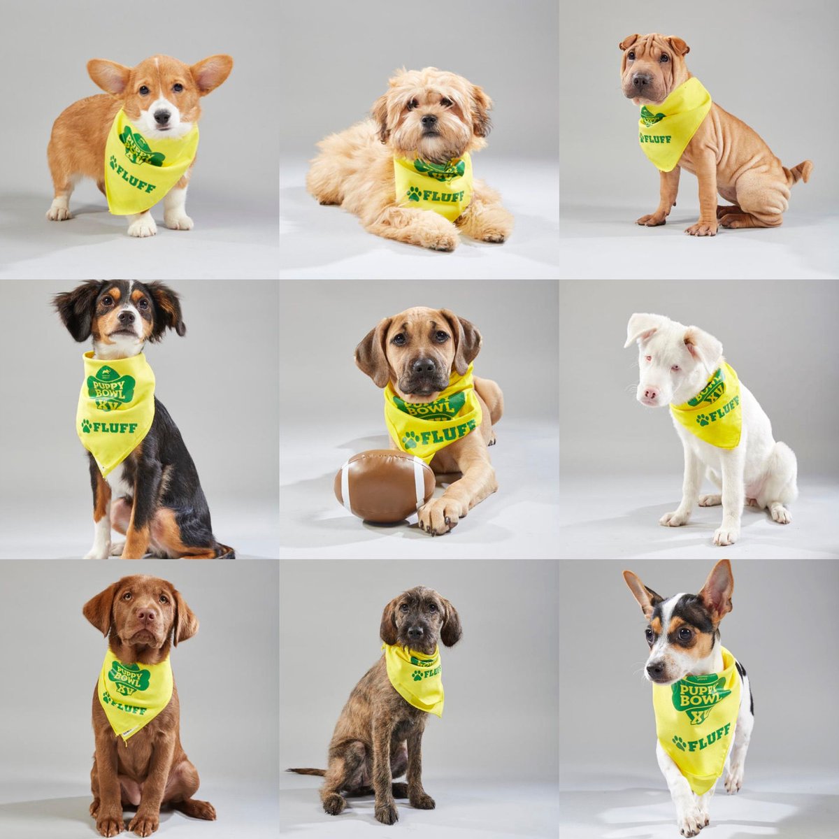 MeUndies's tweet image. RT if you&apos;re Team Fluff #PuppyBowlXV