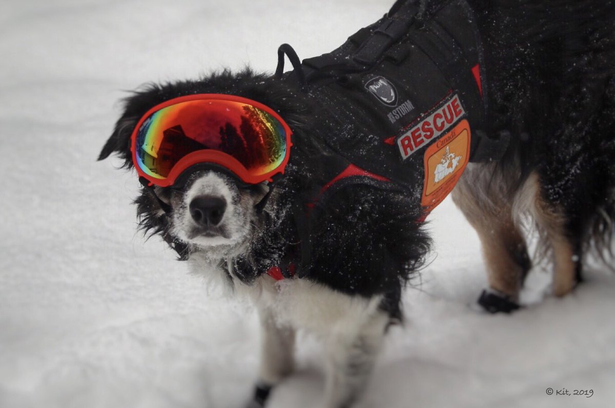 Kit_K9's tweet photo. ❄️POLAR VORTEX❄️BE DAMNED!!!
Search dog #Baillie🐾 keeps warm in the mountains when the windchill approaches minus 50!
#WearableTech #LiveFind #AirScent #HUSAR #DisasterResponse #K9 #SearchDog #DogsOfTwitter #BorderCollie #PolarVortex #Windchill #Canon #EOS #Mirrorless https://t.co/b7n6wm4bdt