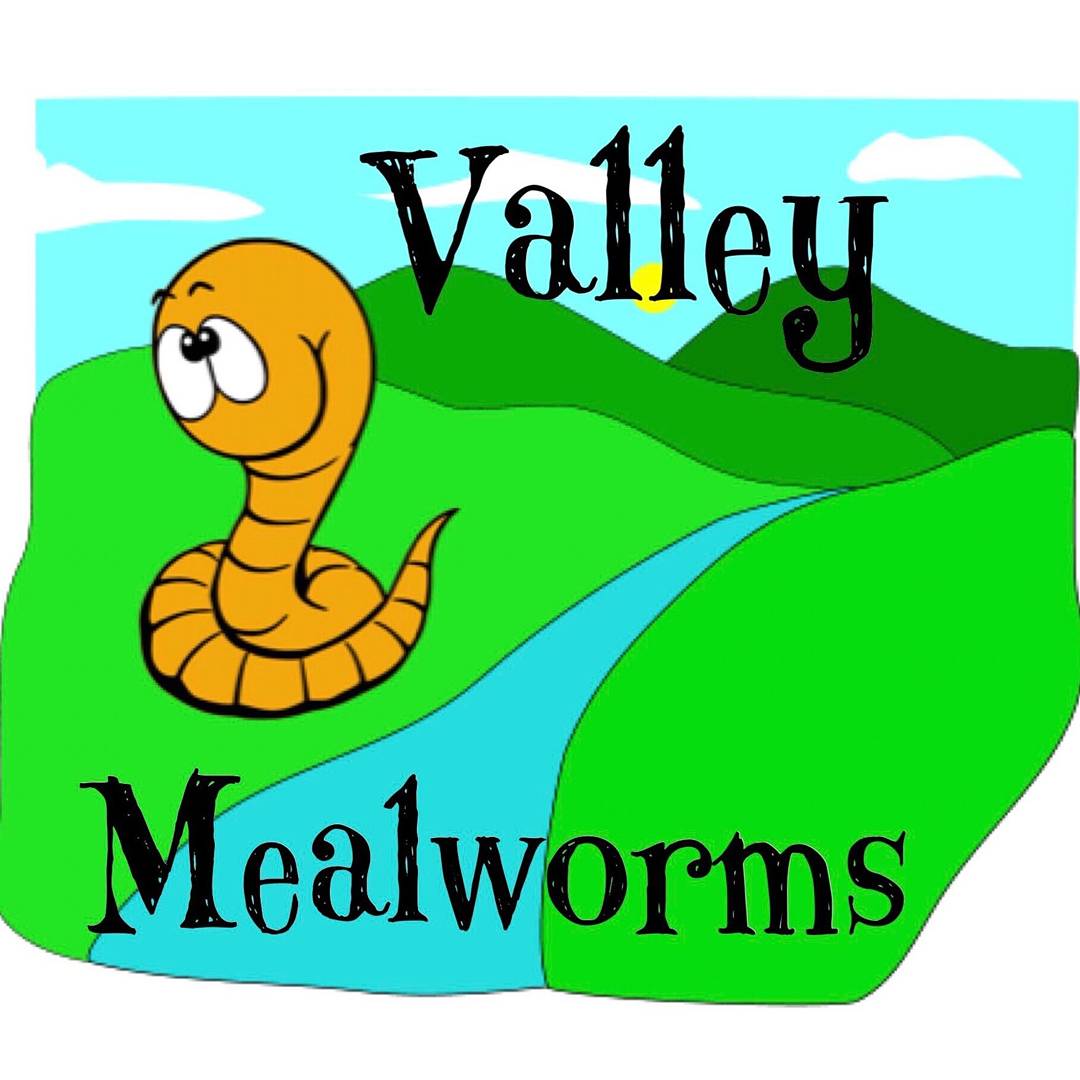 Heather on Twitter "followmereptilefoodmealwormbreeder