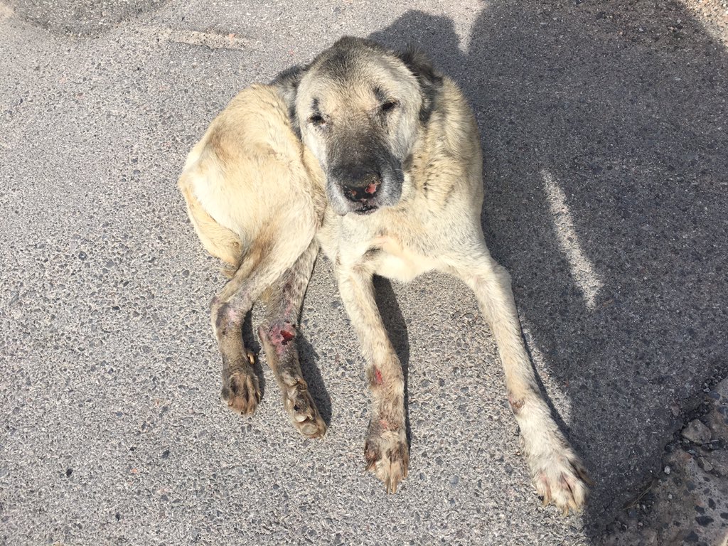 Çiğli/Atatürk Mah. 8809/17 Sk. No:5 önündeki yeşil alanda uzun zamandan beri barınan bu canın yardıma ihtiyacı var.  Ayakları yara içinde, titriyor ve oldukça zayıflamış durumda <a href="/ciglibelediyesi/">Çiğli Belediyesi</a> <a href="/izmirhim/">İzmir HİM</a> <a href="/ahbap_cigli/">AHBAP Çiğli</a> <a href="/izmir/">İzmir</a>_ahbap @izmir <a href="/arslanhasan35/">Hasan Arslan</a> <a href="/HaytapOfficial/">Semtiemt</a>