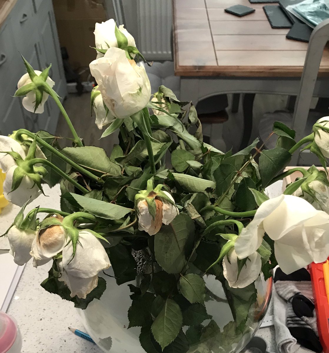 Amy_Jane83's tweet photo. So disappointed with these roses 🥀 . Two days after I get them home and this is the state they’re in...yes they have had food and water! #disappointed #waitroseflowers #poorqualityfromwaitrose #waitroseandpartners #johnlewisandpartners #poorrose https://t.co/MX94aMaa2j
