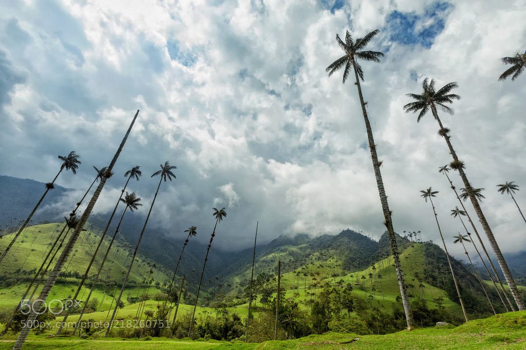 transfersusa's tweet photo. Cocora Valley by Dandrewpacleb #travel #traveling #awesome https://t.co/LU6Cu1FMx7