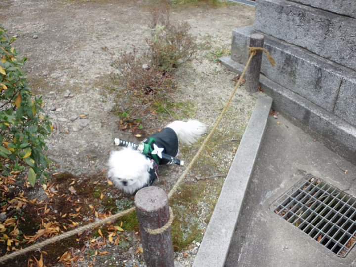 ケムマキ Twitter Search