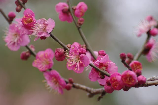 【春が立つ】あれ、そもそも立春ってなんだっけ？