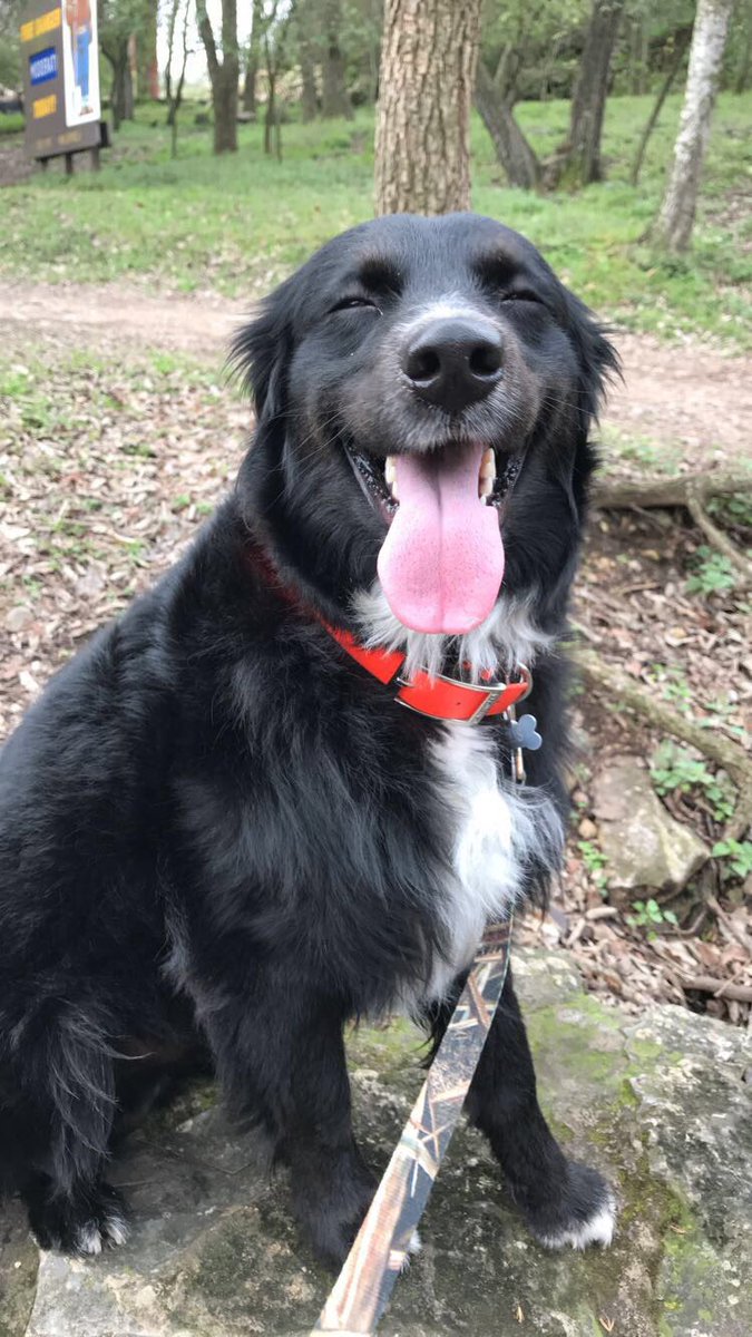 allyraehen's tweet photo. My happy puppy! #cheeessseeee https://t.co/bGB3mbSKGo
