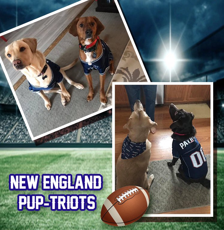 Elliot, Simon, Deacon, &amp; Charlotte are ready for the big game!
.
.
.
.
#nelr #newenglandlabrescue #puptriots #superbowl #adoptdontshop #labsofinsta