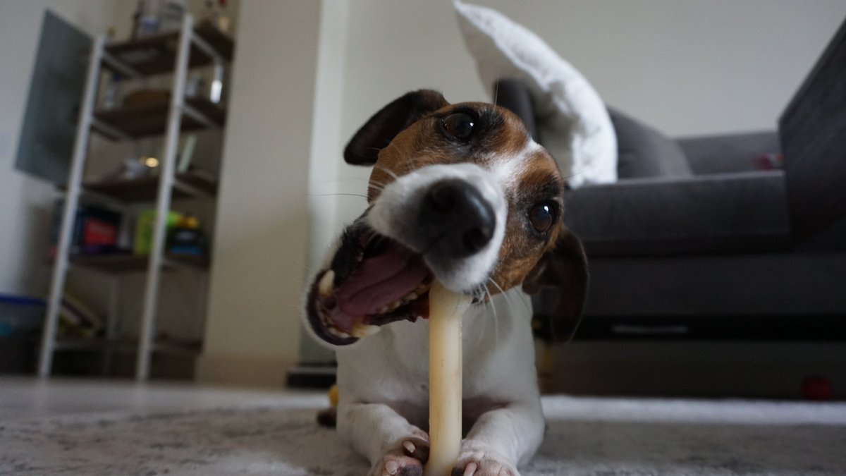 Dimitri is ready for #PuppyBowlXV

Vist ThePetGuide.com

#PuppyBowl #JackRussellTerrier #dogsoftwitter #Dogs #puppies #Puppy