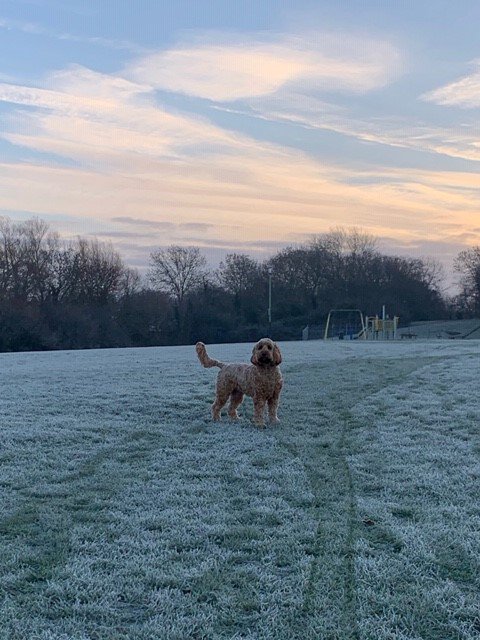 WorldOfCrumble's tweet photo. Cracking day. Dad bends over to pick up my poo, removing his glove to better tie the poo bag, so I seize the moment and run off with his glove. We run about for what seems like hours, joshing and teasing each other. His smile told me just how much fun he was having. What larks! https://t.co/ht6hVHlEak