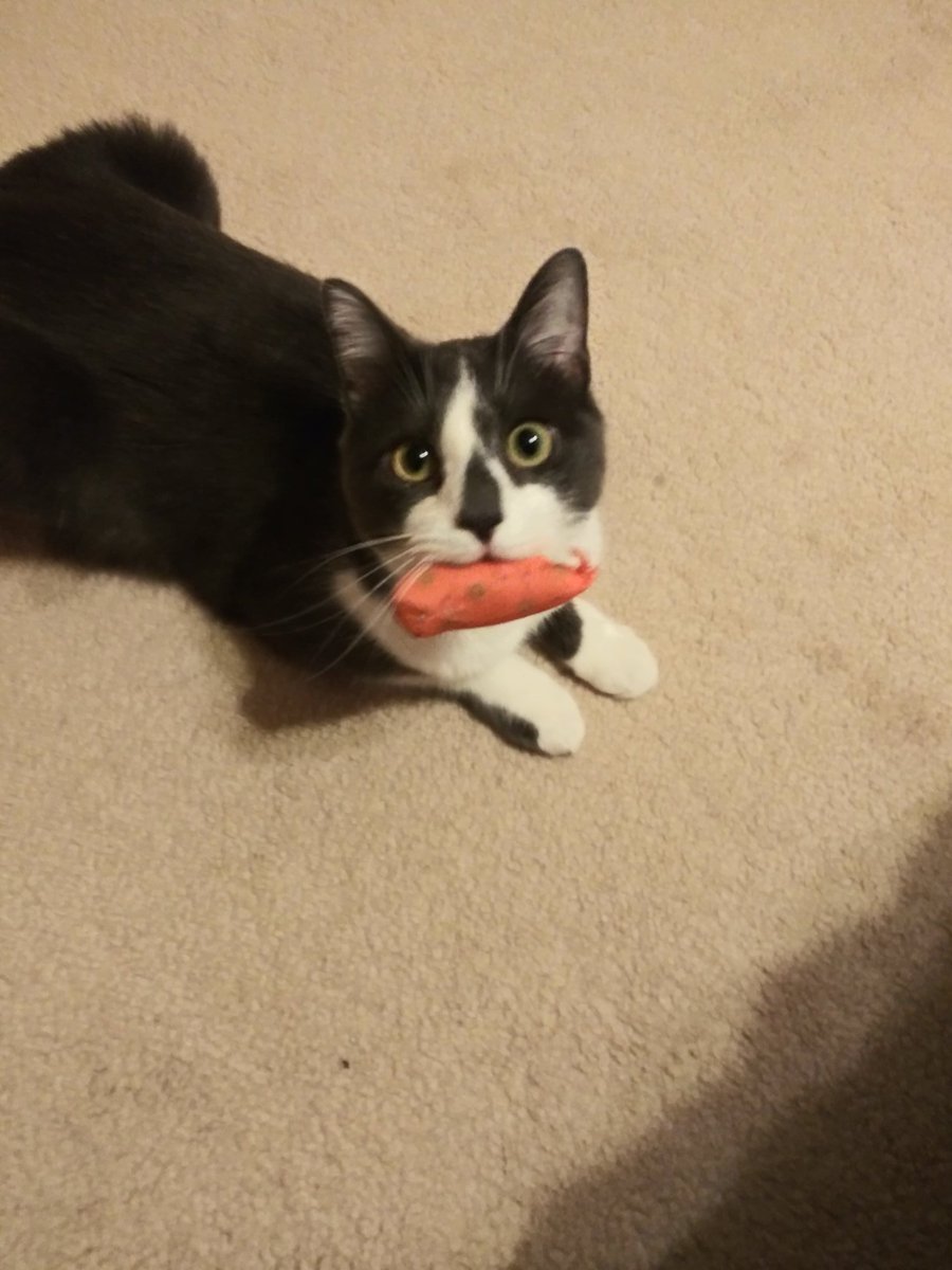 GrayceCat's tweet photo. My brother would've been the MVP of the #KittenBowlVI 😂 #CatsOfTwitter #KittenBowl https://t.co/ygVgP9Y64C