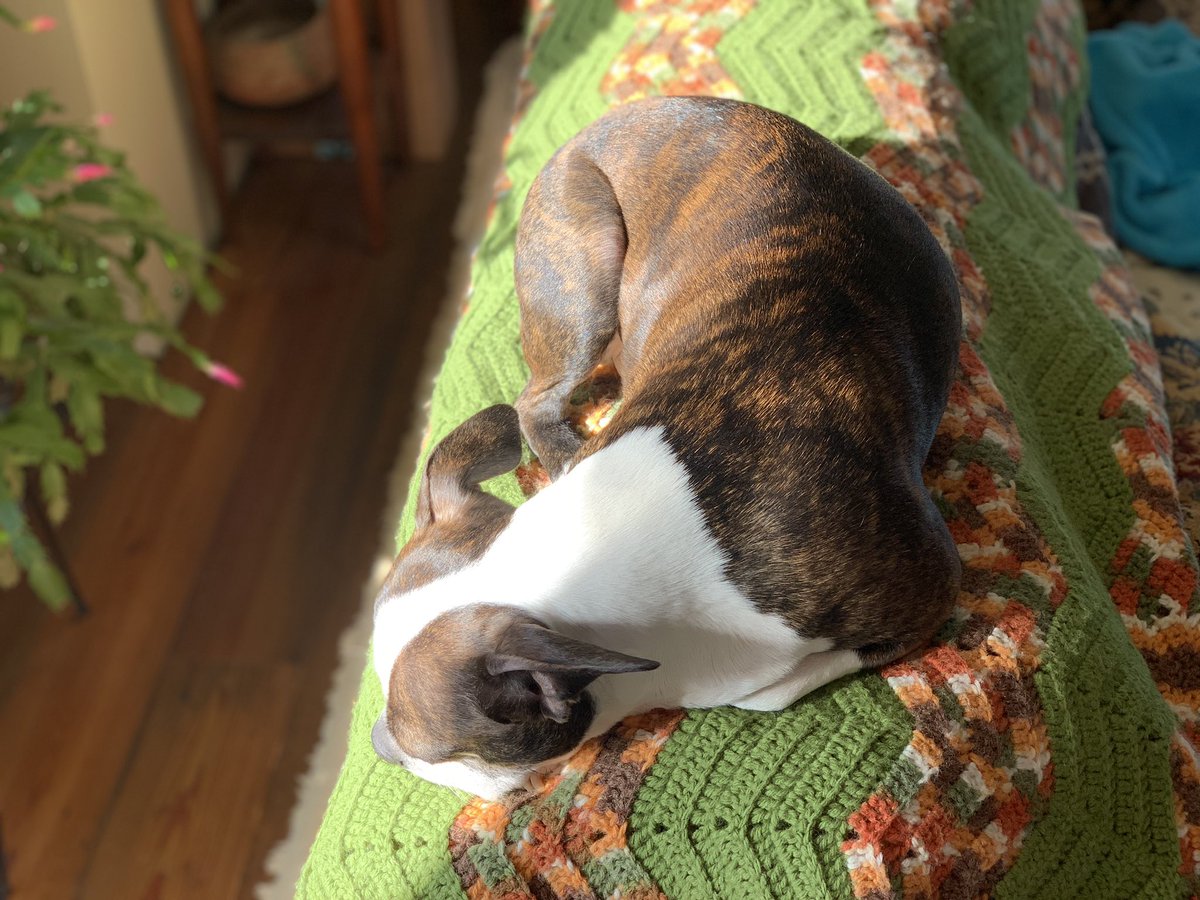 Luffy snoozing and enjoying the sunshine while it lasts. #DogsOfTwitter #BostonTerrier #bostonterrierlife #bostonterriers #sunshine