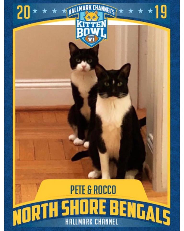 JackieAlderman's tweet photo. Just a couple of @animalleague rescues &amp; superstar cat-letes from Kitten Bowl II super-excited about the Cat Bowl &amp; Kitten Bowl VI today on @hallmarkchannel! Did ya know that real life superhero @BethStern is hosting both? #Pete😻 #Rocco😻 #catletes #CatBowl #KittenBowl 🏈🐱 https://t.co/5oedaqR9zF