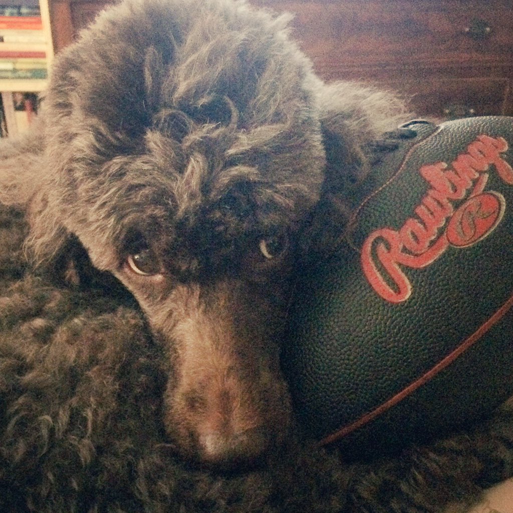 CocoaThePoodle's tweet photo. So it's Super Bowl Sunday, the only real bowl I love is my food bowl. Anyhow, here's a throwback picture of when Liam thought I needed a football to curl up with. #SuperBowl #DogsOfTwitter #poodle #Throwback #SuperBowlSunday https://t.co/PD4brogZIG