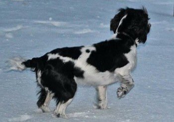 rosieDoc2's tweet image. #LOST beautiful HIDY liver&amp;amp;white (pics make her look blk BUT SHES BROWN) look how distinctive her markings on her body are 7/3/16 SO LONG, but never forgotten HER FAMILY MISS HER SO MUCH #checkthatchip if u think u have her #Wolverhampton #WV8 

doglost.co.uk/dog-blog.php?d…