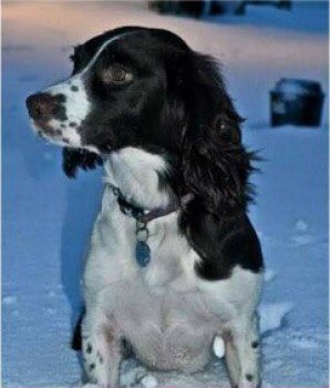 rosieDoc2's tweet image. #LOST beautiful HIDY liver&amp;amp;white (pics make her look blk BUT SHES BROWN) look how distinctive her markings on her body are 7/3/16 SO LONG, but never forgotten HER FAMILY MISS HER SO MUCH #checkthatchip if u think u have her #Wolverhampton #WV8 

doglost.co.uk/dog-blog.php?d…
