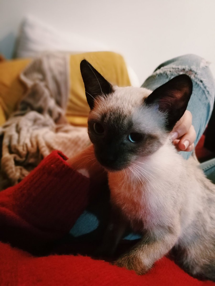 Como está de moda abrir hilos de estos quiero abrir el que nos merecemos.
Empiezo yo, GATETES🐱