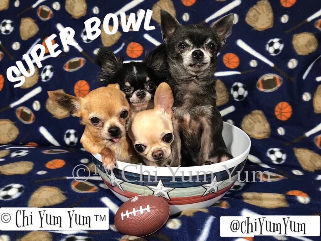 “Super Bowl Sunday”
#chihuahua #SuperBowl #SuperBowlSunday #PuppyBowl #puppyfootball #sports #touchdown #cutedogs #famousdogs #tinydogs #dogsoftwitter