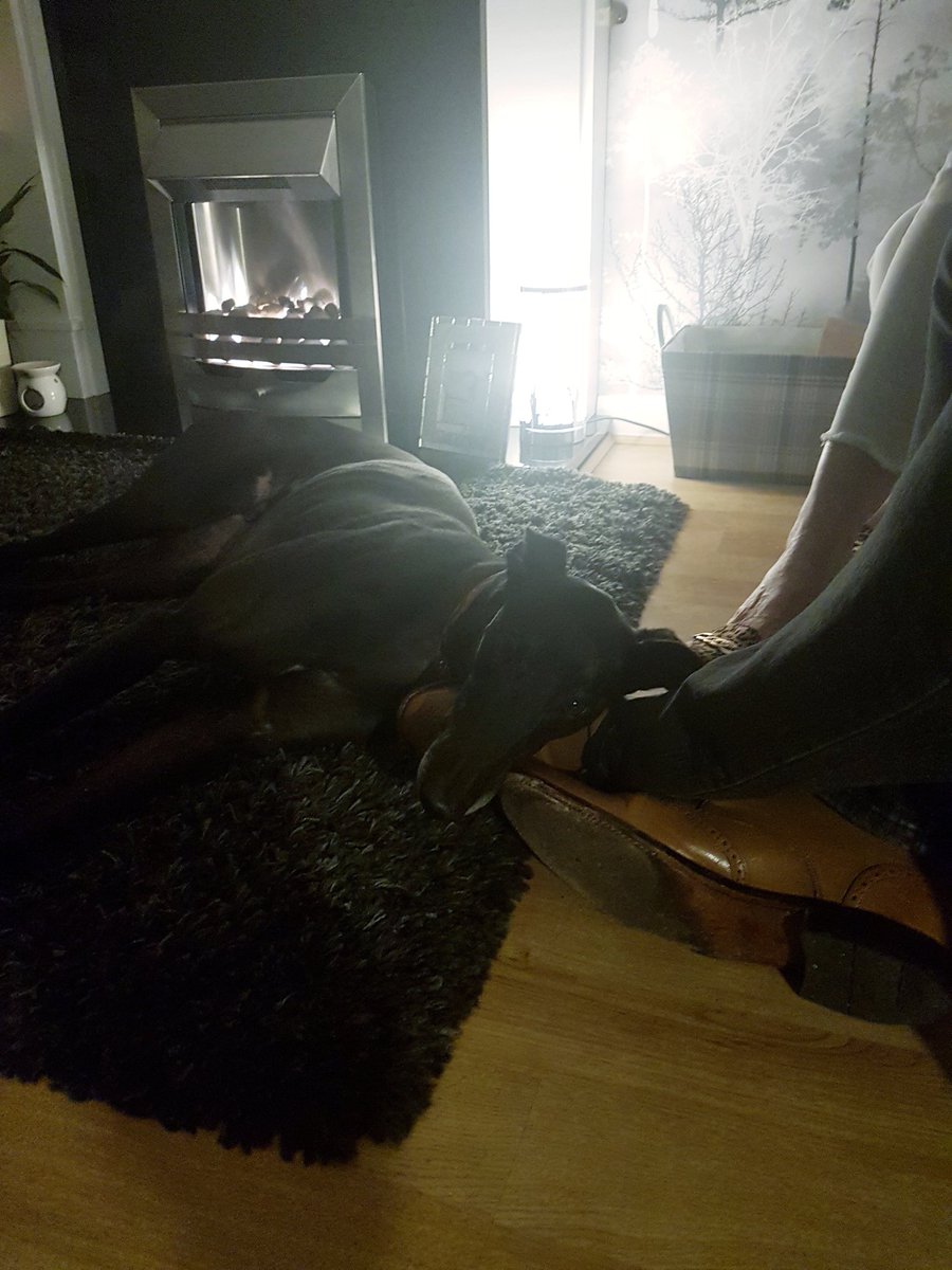OzzyOzzyOzzy3's tweet photo. If I want to use my Grandad' s shoes as a pillow, I will 😏 #GREYHOUND #dogsoftwitter #AdoptDontShop https://t.co/0EKUN2a5sK
